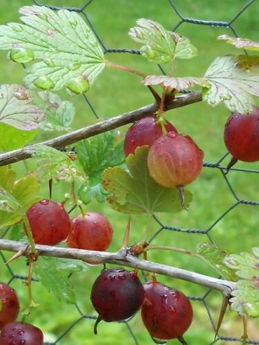 Unusual Fruits, Part 1: What to Do with Gooseberries (with Jam Recipe)
